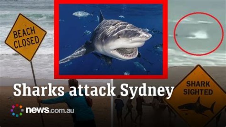 Sydney Shark Attack Unedited Video On Reddit As The Victim Is Finally Identified As Simon Nellist