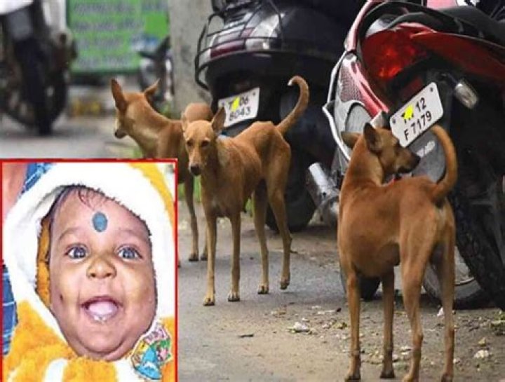 
Toddler dies after being attacked by stray dogs in Noida 
