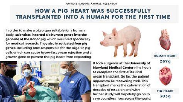 
Who Was David Bennett? Know About The Man Who Got Pig Heart Transplant 